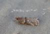 Acrobasis romanella